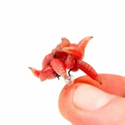 Nash Tackle Nash - Maggot Screw -Predator shop maggotins3.2e16d0ba.fill 600x600 1