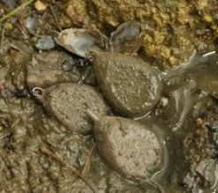 Korda - Textured Pear Inline Leads