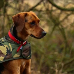 Cotswold Aquarius - Camo Dog Jacket -Predator shop untitled 1 3 6